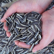 Chinese Big Size 363 Bulk Black Sunflower Seeds